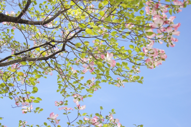 ハナミズキ画像