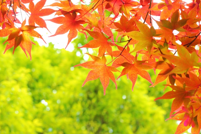 もみじ画像
